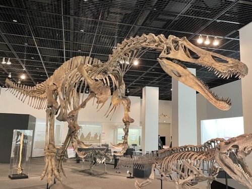 福井県立恐竜博物館の恐竜全身骨格